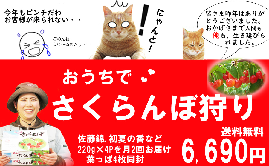 おうちでさくらんぼ狩り　今年もやります