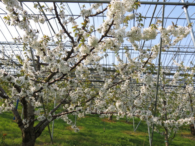 さくらんぼは桜科　