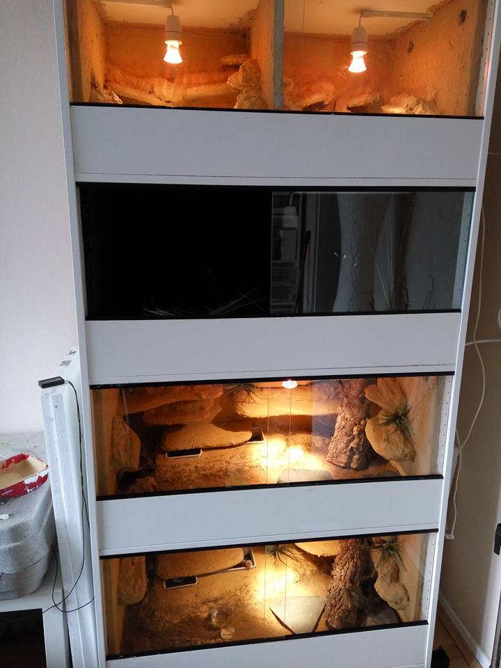 Terrarienbau Auf Schwedisch Alles Fur Leopardgeckos
