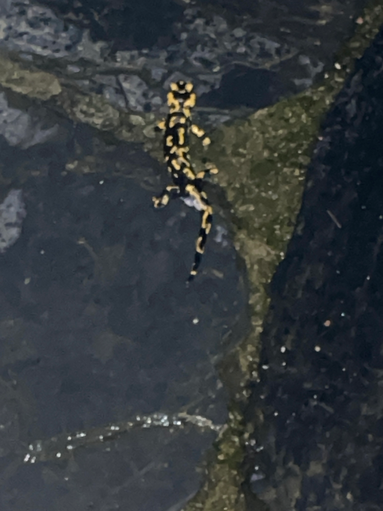 Or dem Zubettgehen läuft mir noch ein Feuersalamander über den Weg