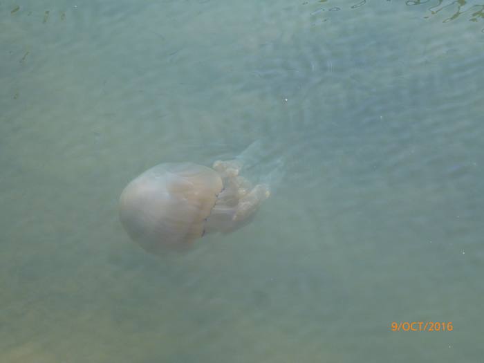 Belle méduse
