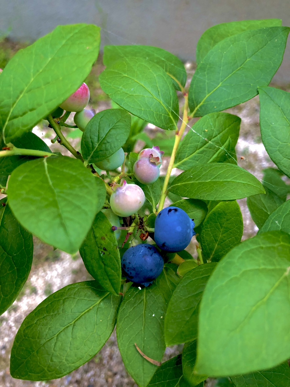 Power of Blueberries