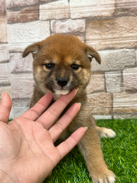 7月17日撮影　1.03kg