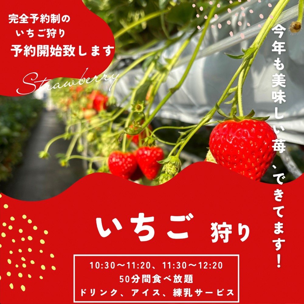 いちご狩りについて - あさつやいちごの宮澤農園埼玉県狭山市