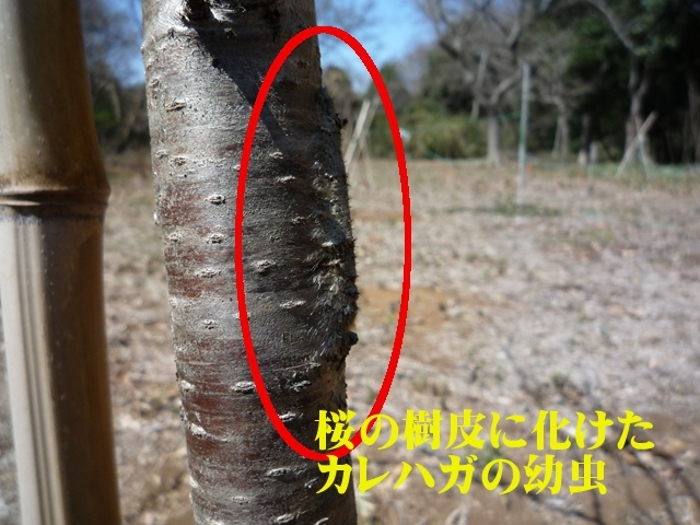 蛾の一種のカレハガの幼虫がサクラの樹皮に化けています