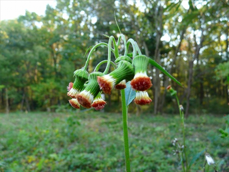 紅花襤褸菊