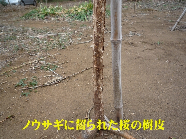 飢えたノウサギは木々の皮をかじっていきます