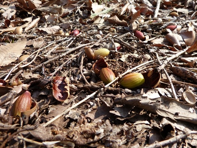 地中に根を伸ばし双葉を広げようとしているドングリ達