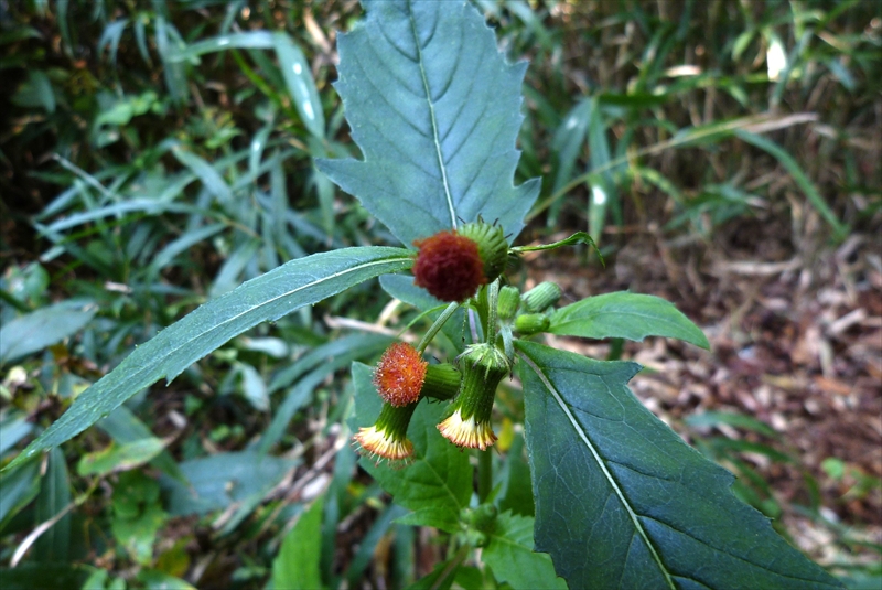 紅花襤褸菊