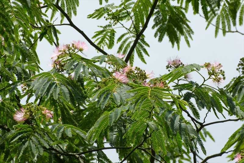 2015年6月20日