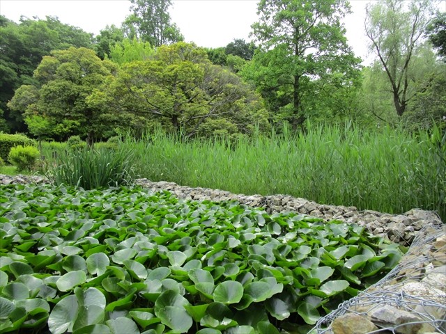 水生植物園の花菖蒲田には芦が生茂っていました