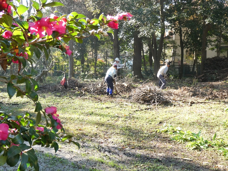 落枝の整理