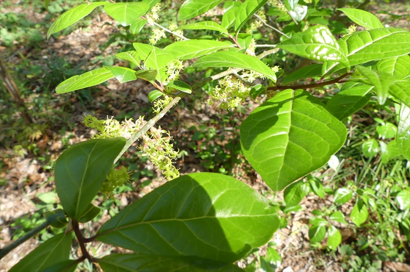 2025年4月14日（雄株・雄花）