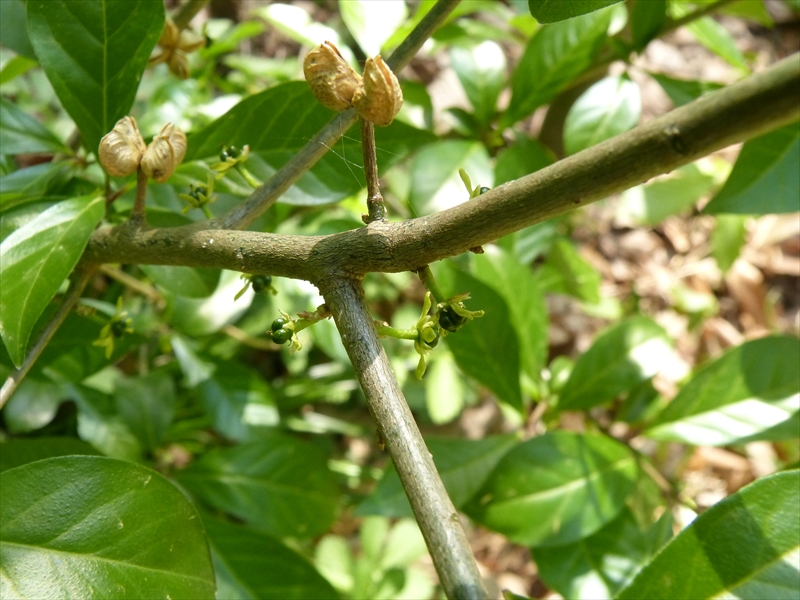 2019年4月20日（雌株・雌花）