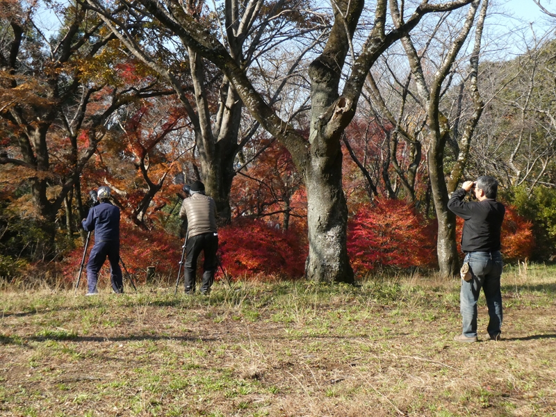 サクラ山にはバードウォッチャーが勢ぞろい