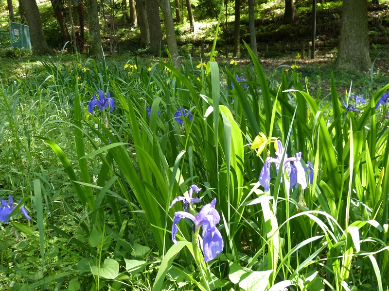 カキツバタも咲いている