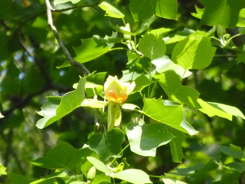 ユリノキの花