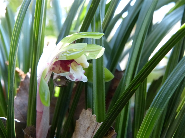 シュンランの花