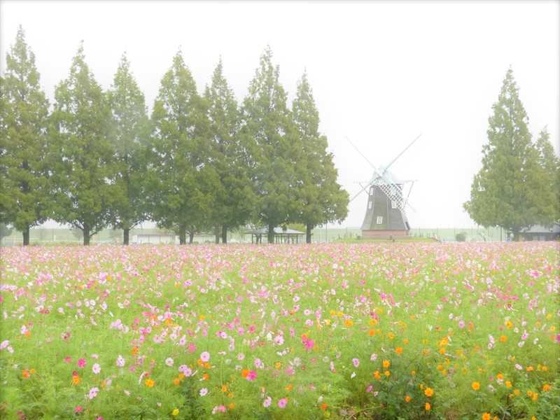 満開のコスモス畑は雨に煙っていました