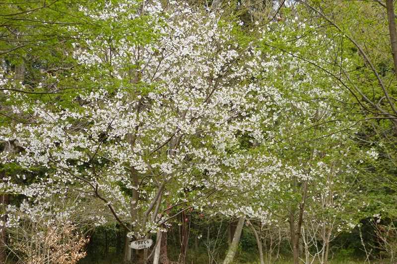 2017年4月10日