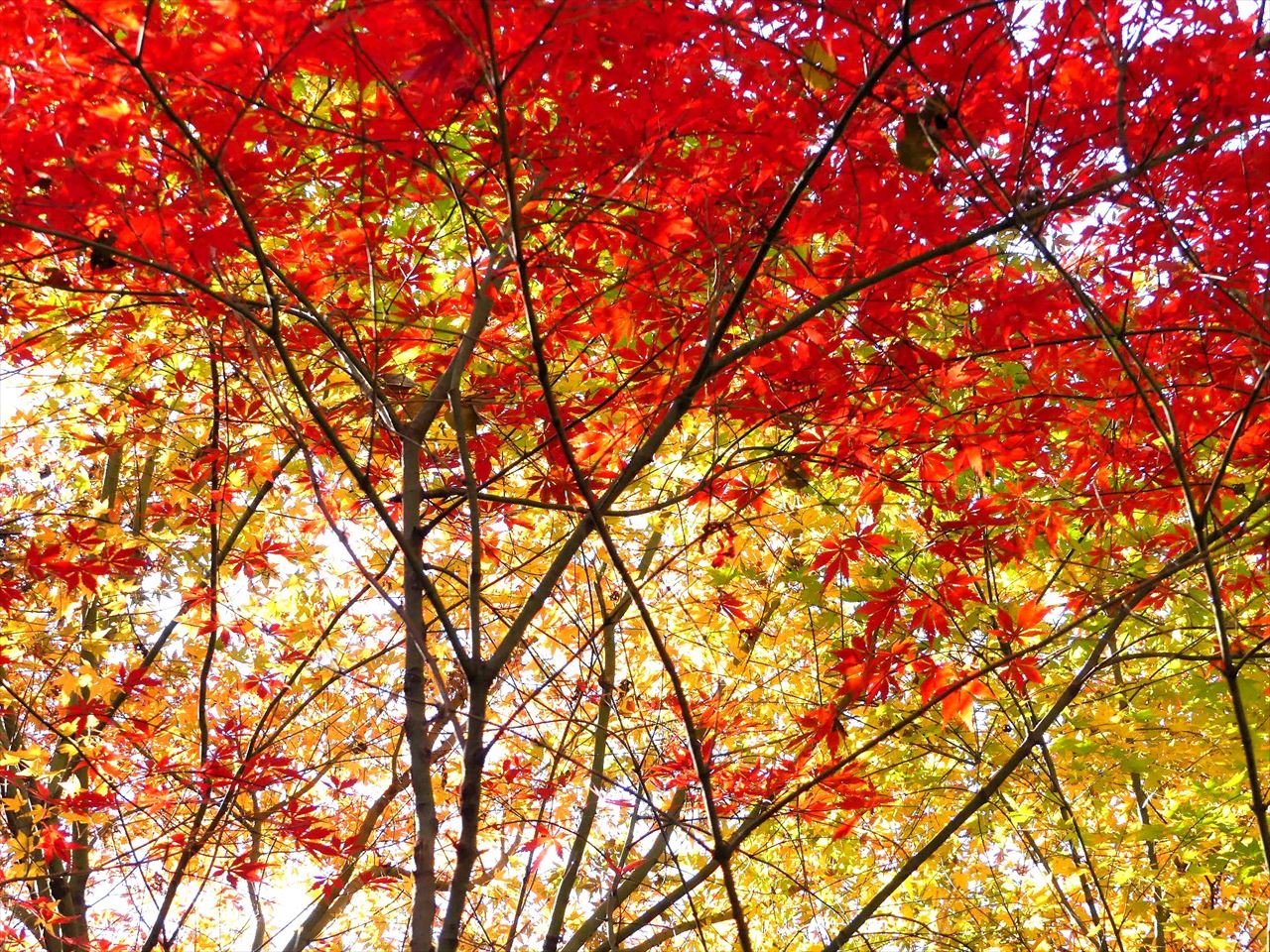 傍らの紅葉