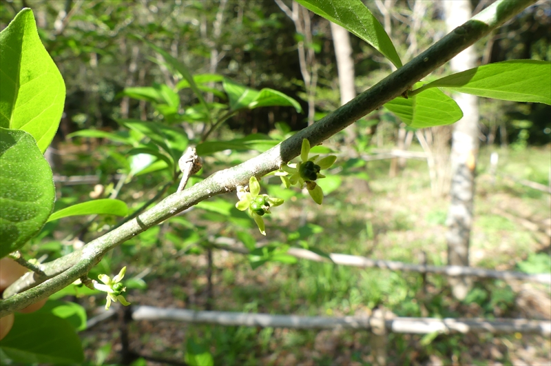 2025年4月14日（雌株・雌花）