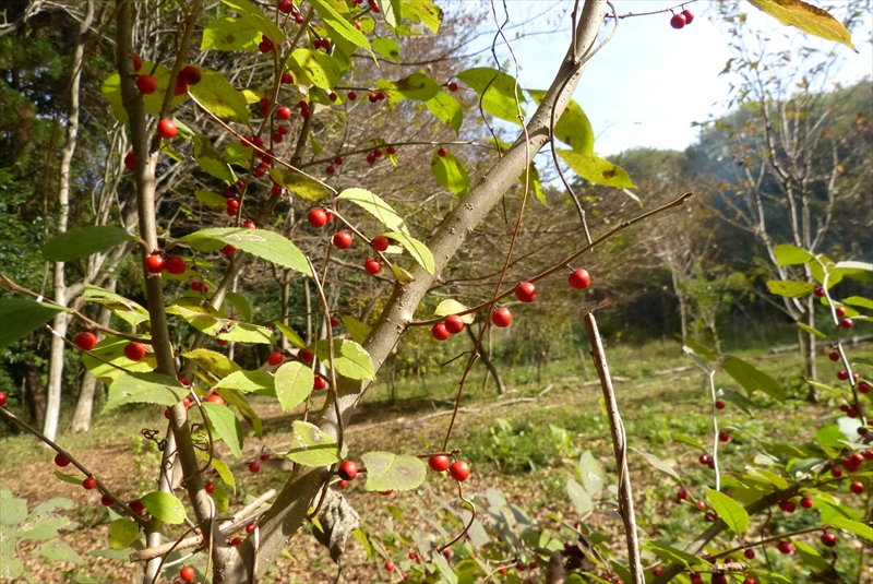 2015年11月21日