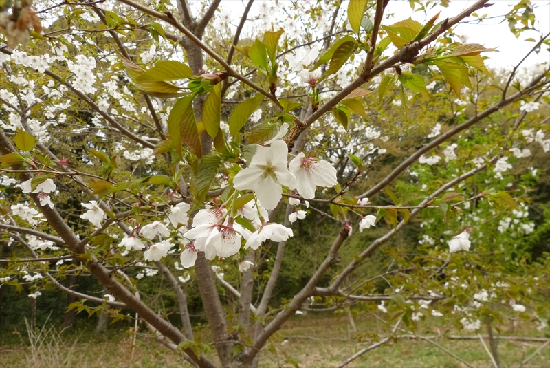 2015年4月4日