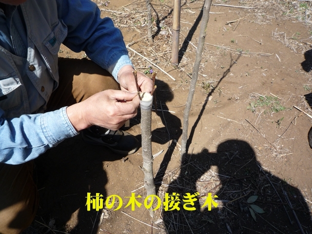 程よく育った柿の苗木に接ぎ木をします