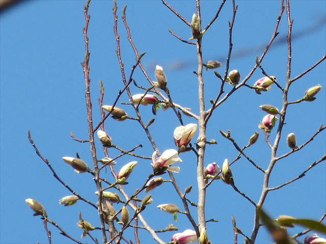 コブシの花