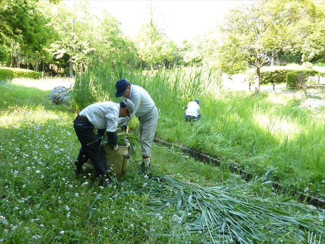 芦も刈っていきました