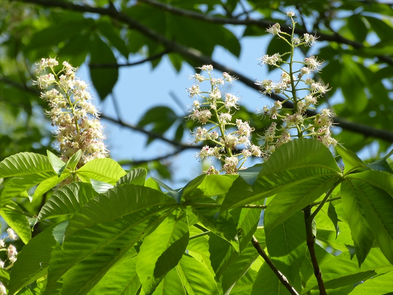 頭上に咲くトチノキの花
