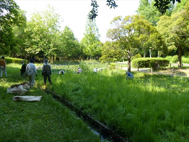 一区画の芦を全部刈終わりました