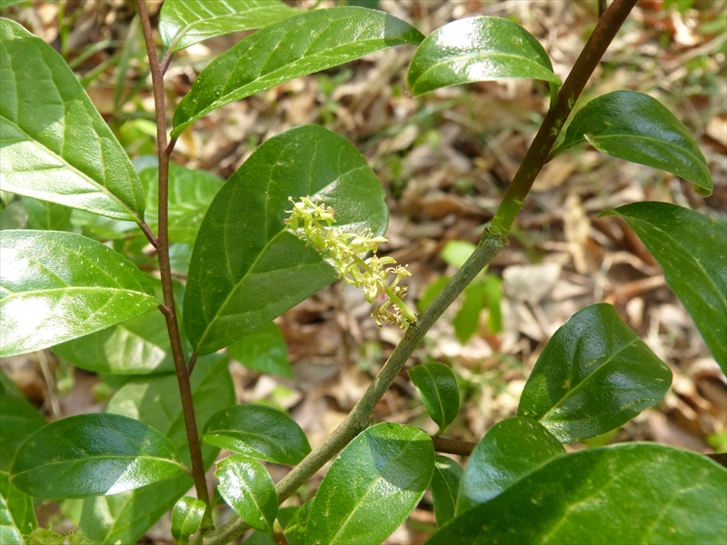 2019年4月20日（雄株・雄花）