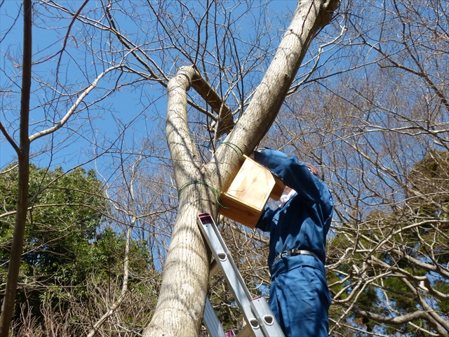 巣箱の架け替え