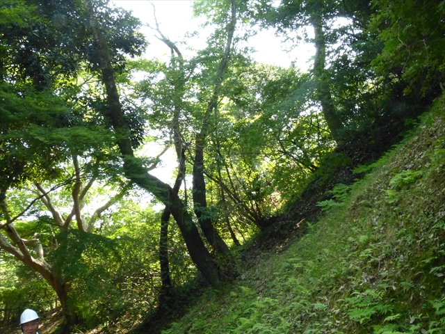 二股になった桜の枯れ木を倒します