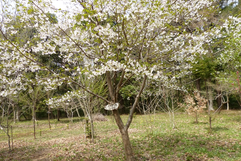 2017年4月10日