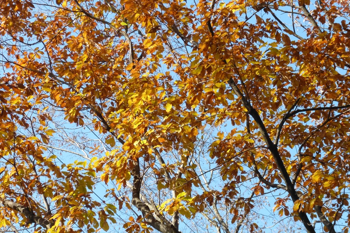 冬の太陽に照らされて輝いています