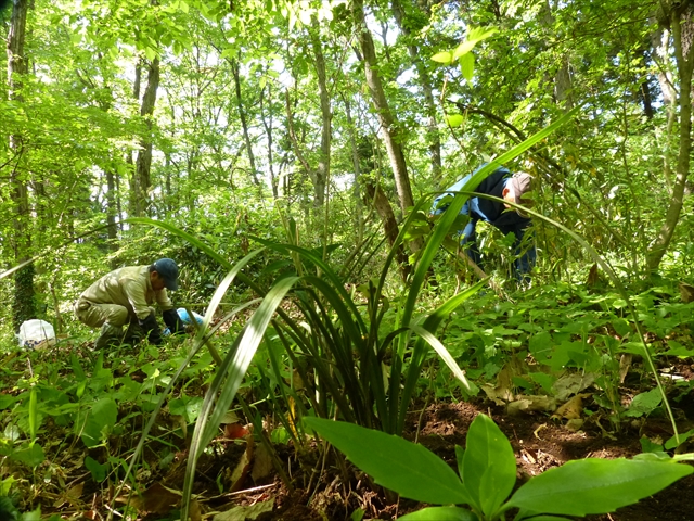 次々に植えていきます