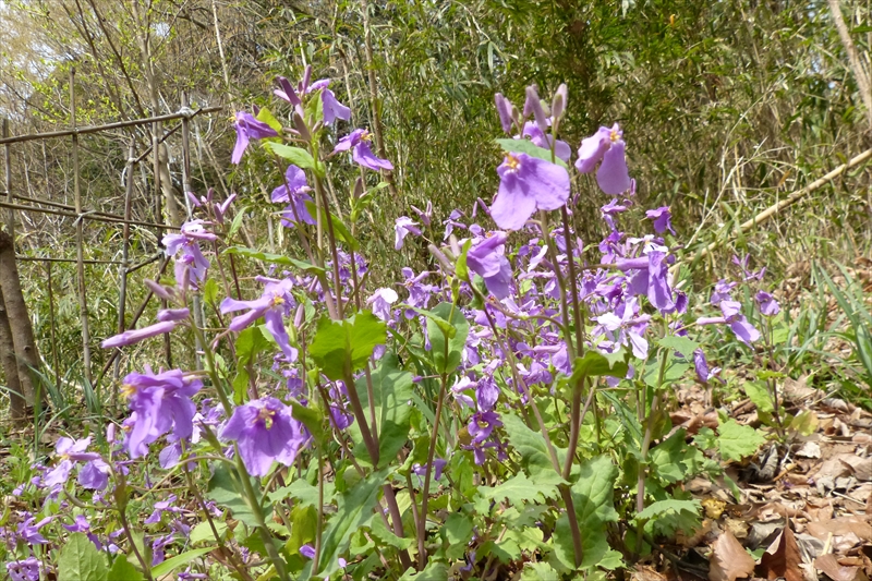 2017年4月10日