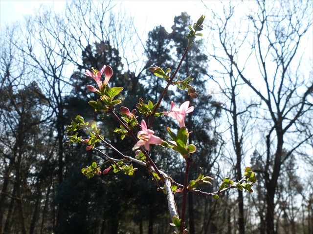 咲き始めたウグイスカグラの花