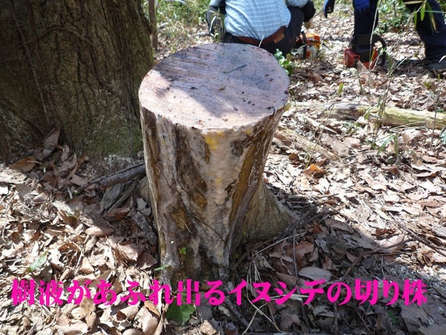 イヌシデの切り株から樹液があふれています
