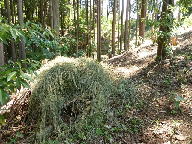 新しく生えてきた竹を刈り取り