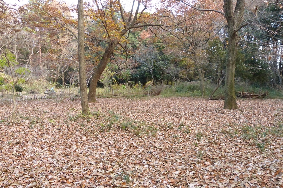 一面落ち葉の海