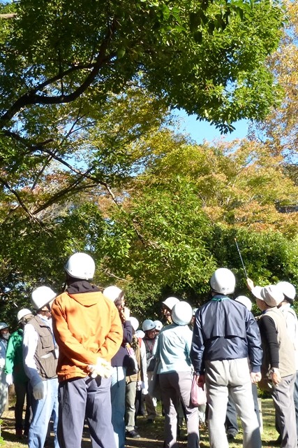 公園内の樹を見て歩きます