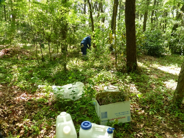 移植先で植え穴掘り