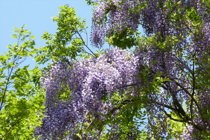 2015年5月1日