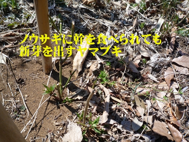 ノウサギにかじりとられたヤマブキの根本から新芽が伸びてきています