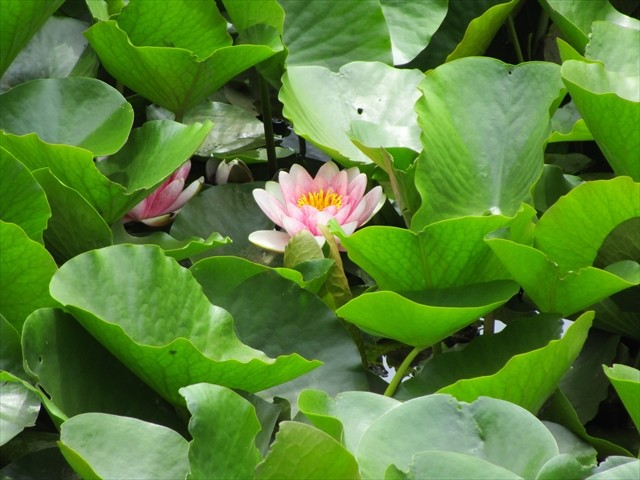 池には葉の合間にスイレンの花が咲いていました