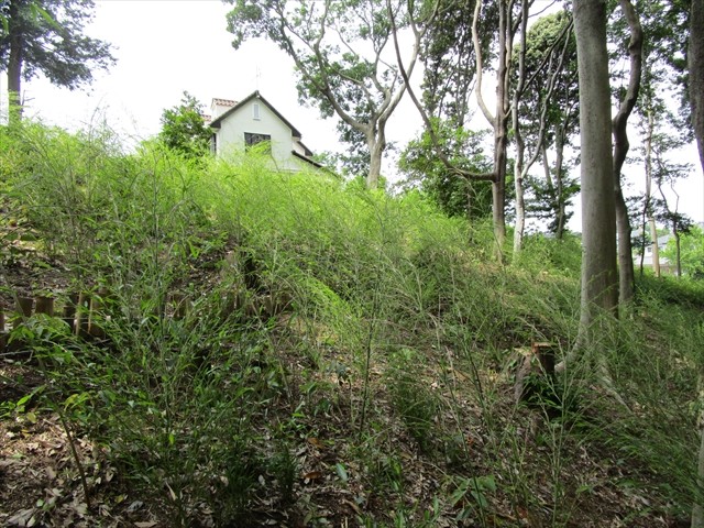 竹伐採跡に細い竹が生えてきていました(5月22日）